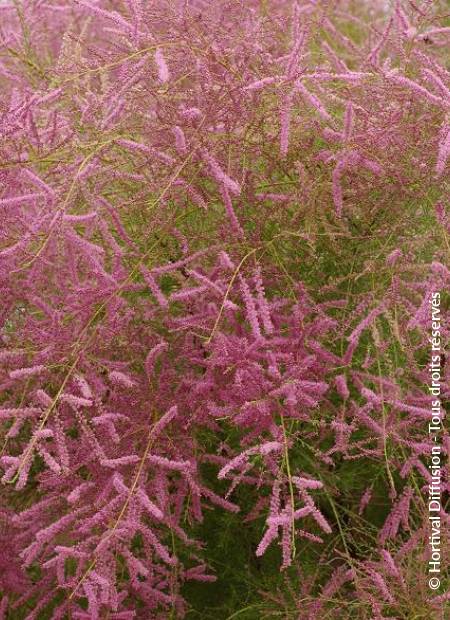 © Hortival Diffusion - Tous droits réservés