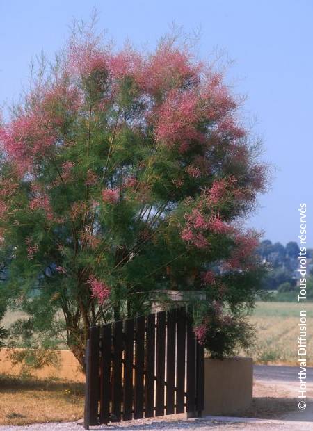 © Hortival Diffusion - Tous droits réservés