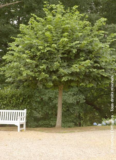 © Hortival Diffusion - Tous droits réservés