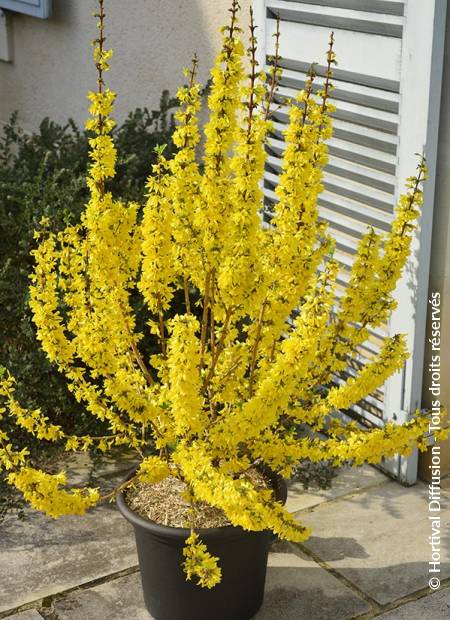 © Hortival Diffusion - Tous droits réservés