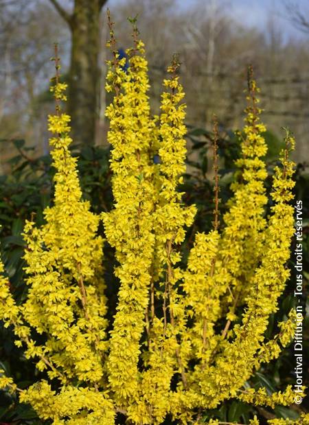 © Hortival Diffusion - Tous droits réservés