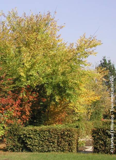 © Hortival Diffusion - Tous droits réservés