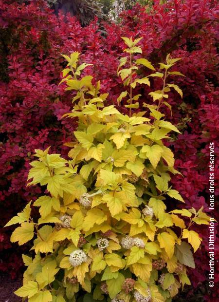 © Hortival Diffusion - Tous droits réservés