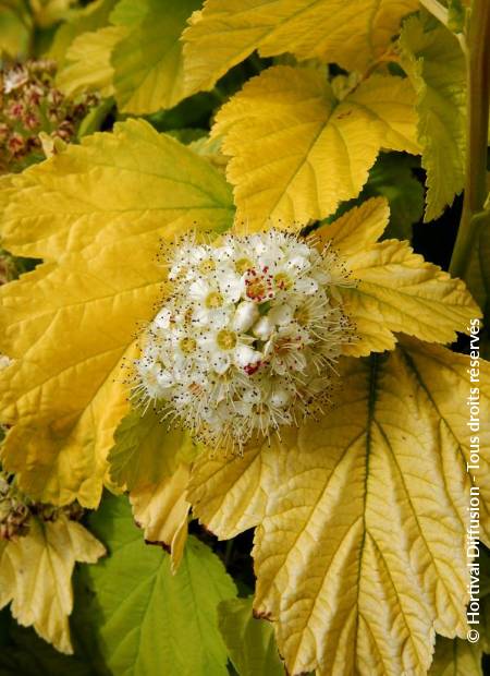 © Hortival Diffusion - Tous droits réservés