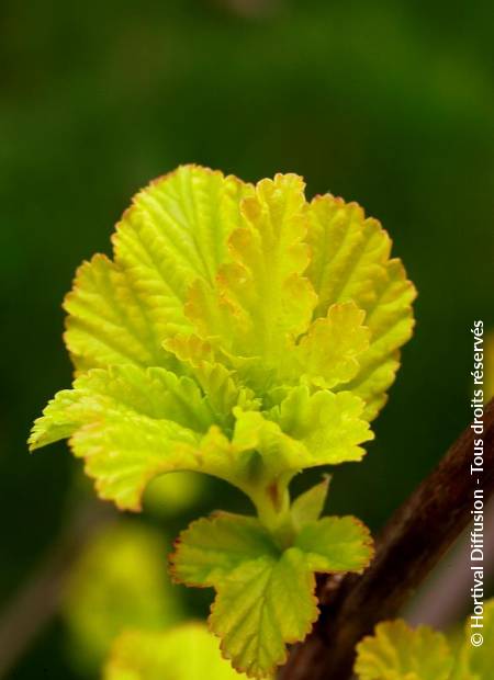 © Hortival Diffusion - Tous droits réservés