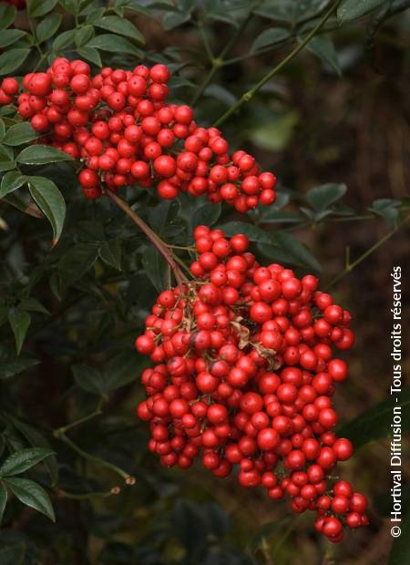 © Hortival Diffusion - Tous droits réservés