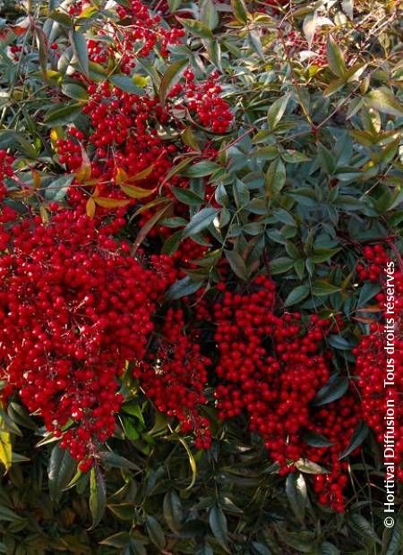© Hortival Diffusion - Tous droits réservés