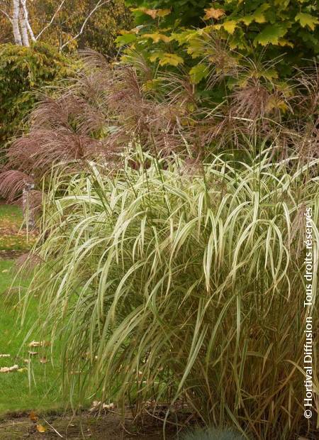 © Hortival Diffusion - Tous droits réservés