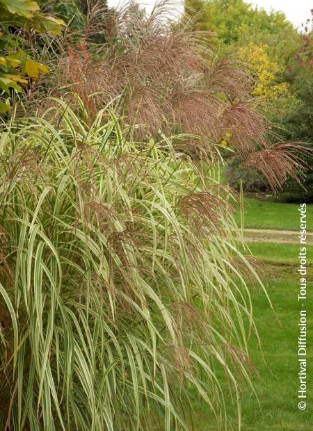 © Hortival Diffusion - Tous droits réservés