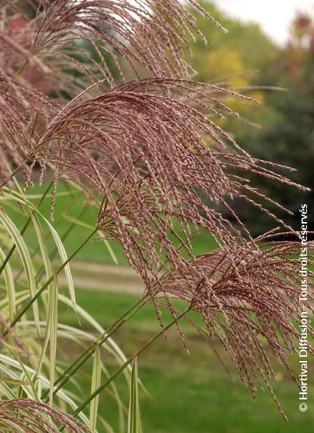 © Hortival Diffusion - Tous droits réservés