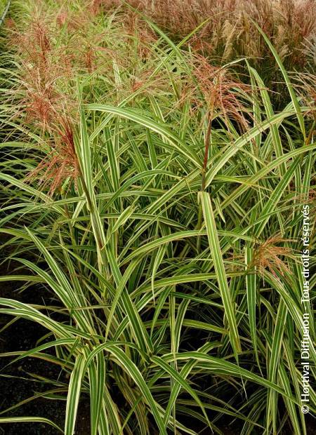 © Hortival Diffusion - Tous droits réservés