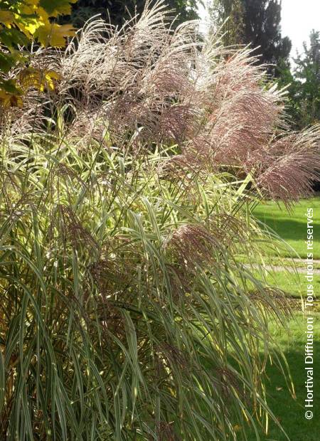 © Hortival Diffusion - Tous droits réservés