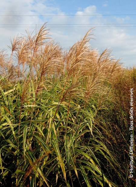 © Hortival Diffusion - Tous droits réservés