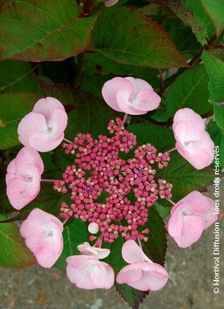 © Hortival Diffusion - Tous droits réservés