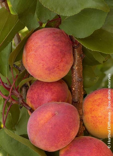 © Hortival Diffusion - Tous droits réservés