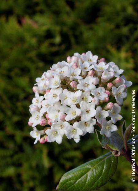 © Hortival Diffusion - Tous droits réservés