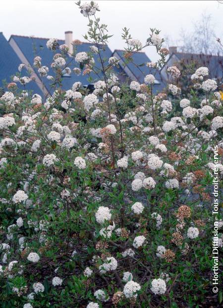 © Hortival Diffusion - Tous droits réservés