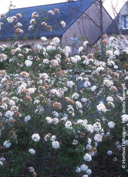 © Hortival Diffusion - Tous droits réservés