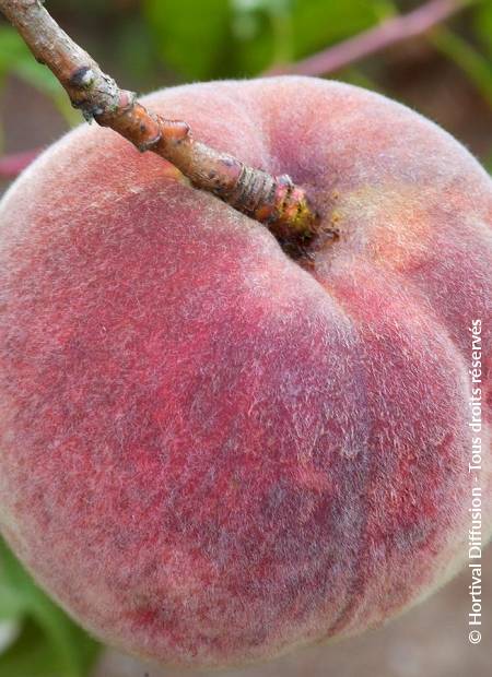 © Hortival Diffusion - Tous droits réservés