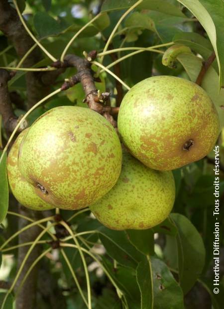 © Hortival Diffusion - Tous droits réservés