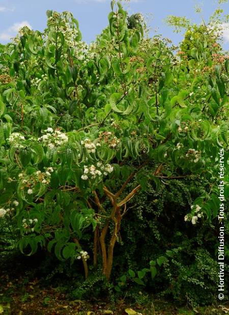 © Hortival Diffusion - Tous droits réservés