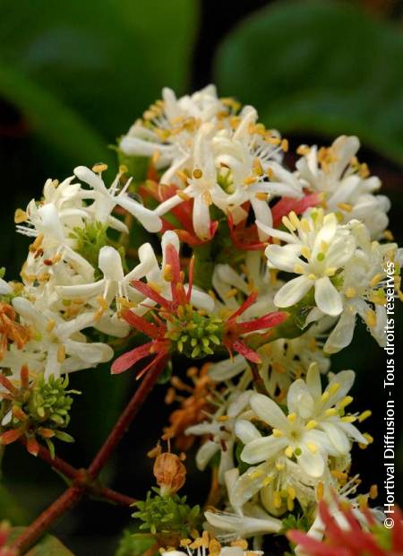 © Hortival Diffusion - Tous droits réservés