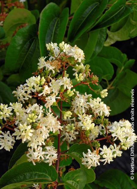 © Hortival Diffusion - Tous droits réservés