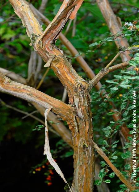 © Hortival Diffusion - Tous droits réservés