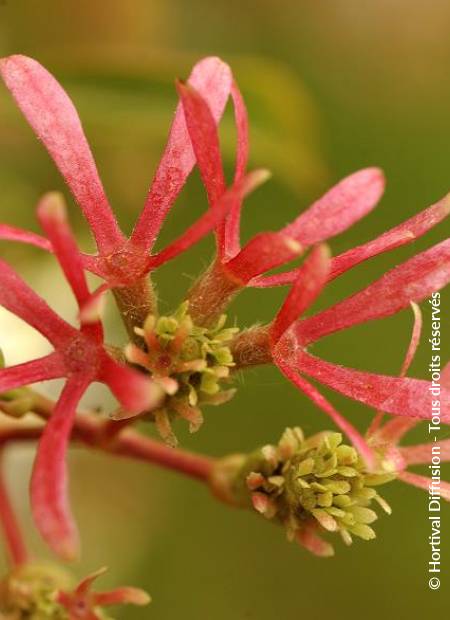 © Hortival Diffusion - Tous droits réservés