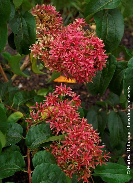 © Hortival Diffusion - Tous droits réservés