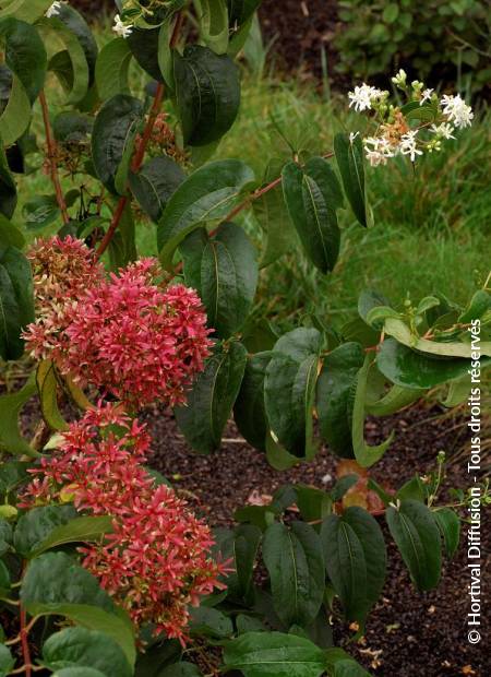 © Hortival Diffusion - Tous droits réservés