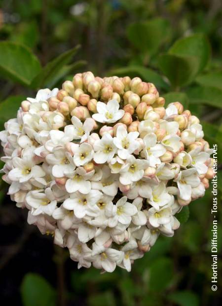 © Hortival Diffusion - Tous droits réservés