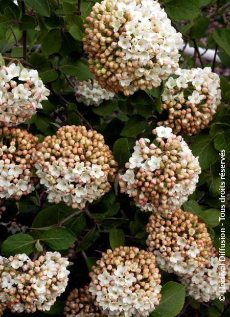 © Hortival Diffusion - Tous droits réservés