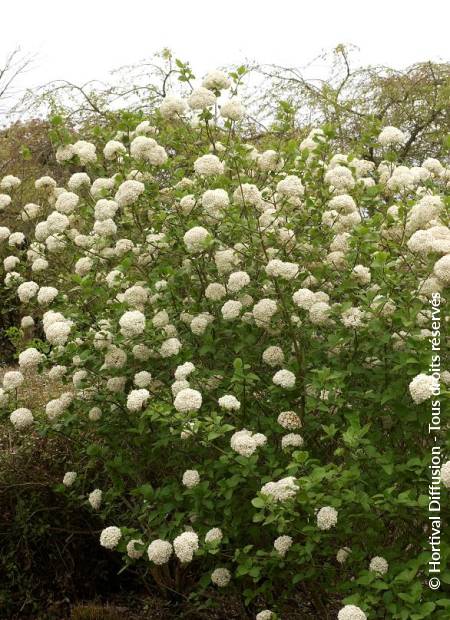 © Hortival Diffusion - Tous droits réservés