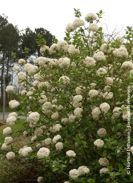 © Hortival Diffusion - Tous droits réservés