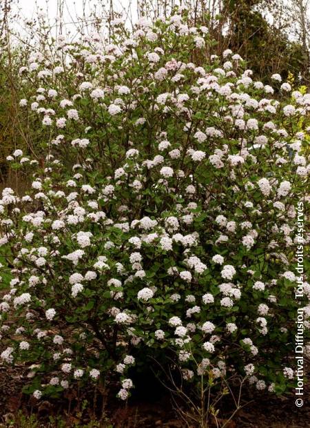 © Hortival Diffusion - Tous droits réservés