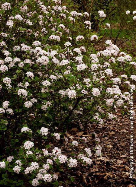 © Hortival Diffusion - Tous droits réservés