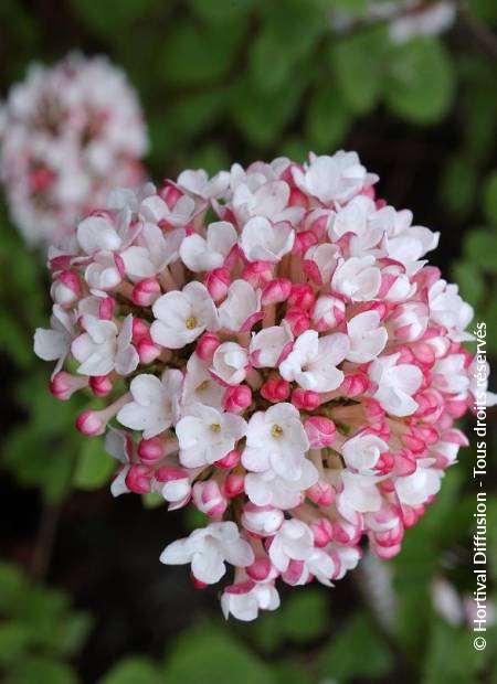 © Hortival Diffusion - Tous droits réservés