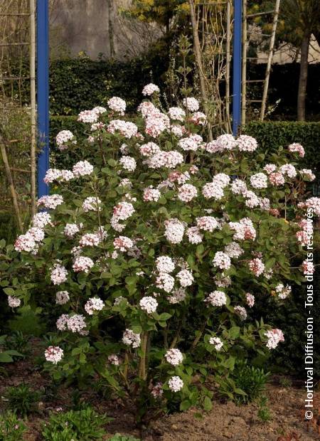 © Hortival Diffusion - Tous droits réservés