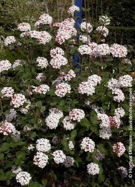 © Hortival Diffusion - Tous droits réservés