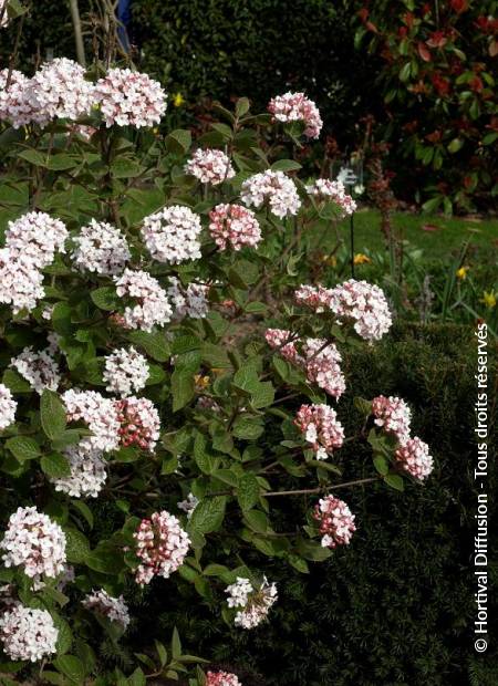 © Hortival Diffusion - Tous droits réservés