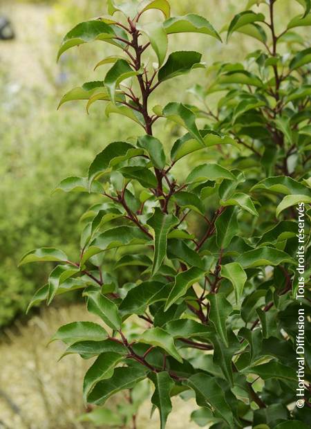 © Hortival Diffusion - Tous droits réservés