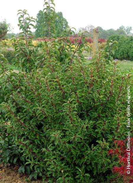 © Hortival Diffusion - Tous droits réservés