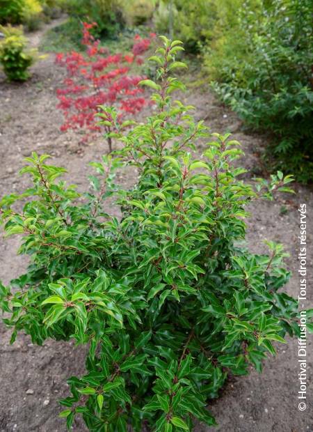 © Hortival Diffusion - Tous droits réservés