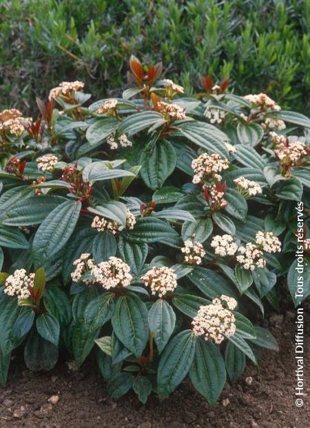 © Hortival Diffusion - Tous droits réservés