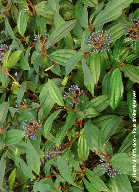 © Hortival Diffusion - Tous droits réservés