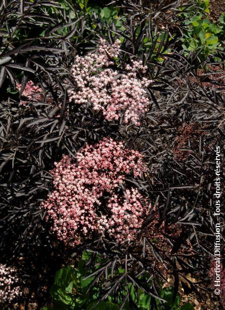 © Hortival Diffusion - Tous droits réservés