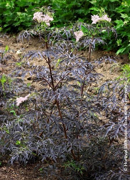 © Hortival Diffusion - Tous droits réservés