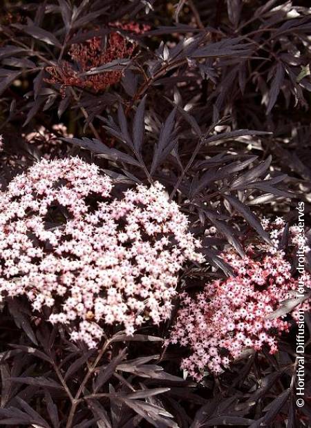 © Hortival Diffusion - Tous droits réservés