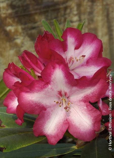 © Hortival Diffusion - Tous droits réservés